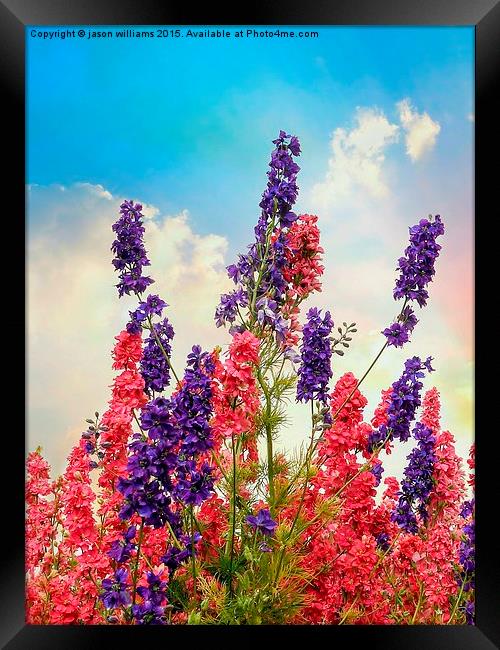  Delphiniums Framed Print by Jason Williams