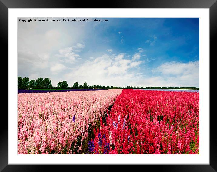  Delphinium Landscape Framed Mounted Print by Jason Williams