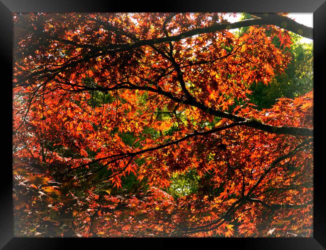 Maple Leaves Framed Print by Jason Williams