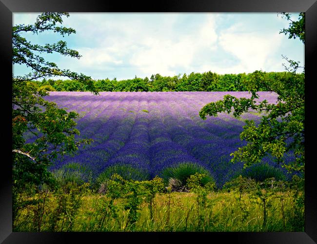 Summertime Lavender Framed Print by Jason Williams