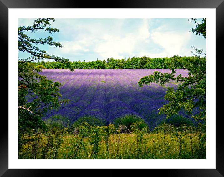 Summertime Lavender Framed Mounted Print by Jason Williams