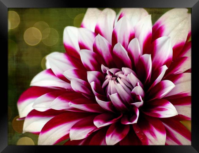 Dahlia Framed Print by Jason Williams