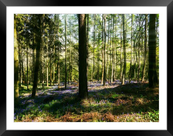 Bluebell Woods Framed Mounted Print by Jason Williams