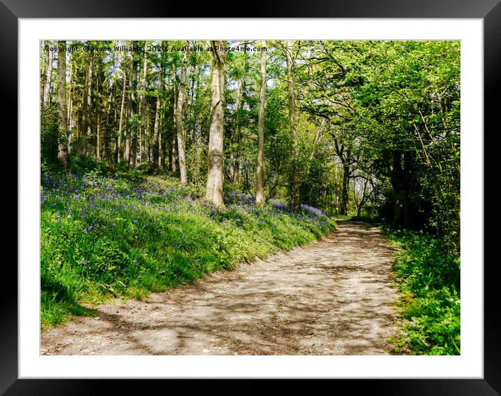 Woodland Path Framed Mounted Print by Jason Williams