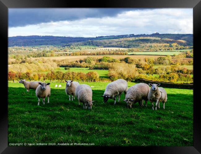 Sheep in the Cotswolds Framed Print by Jason Williams