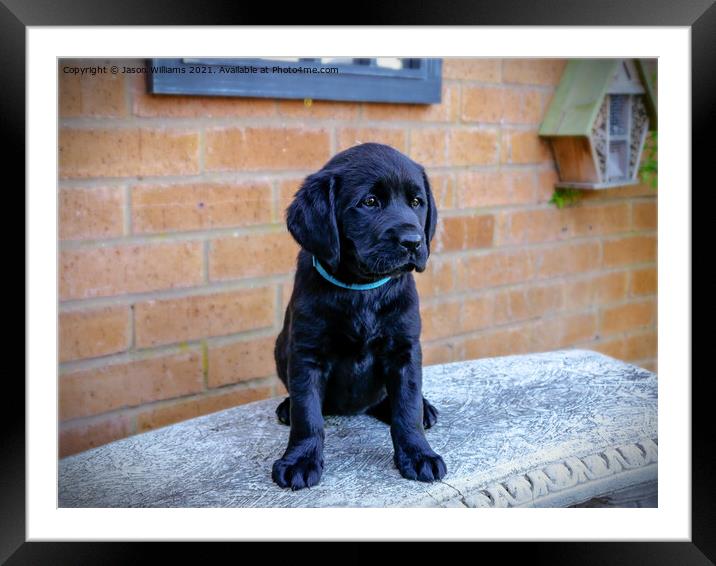 Cute Puppy Framed Mounted Print by Jason Williams