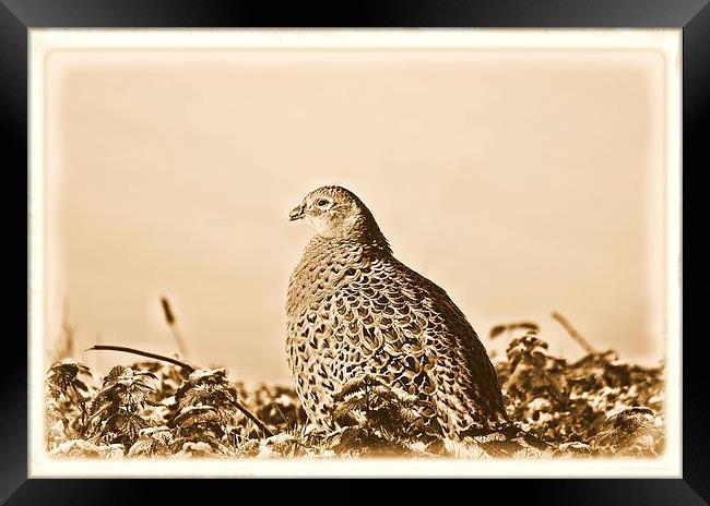  pheasant  Framed Print by lee smith