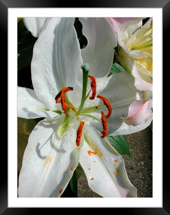 Lily Framed Mounted Print by Susan McGowan