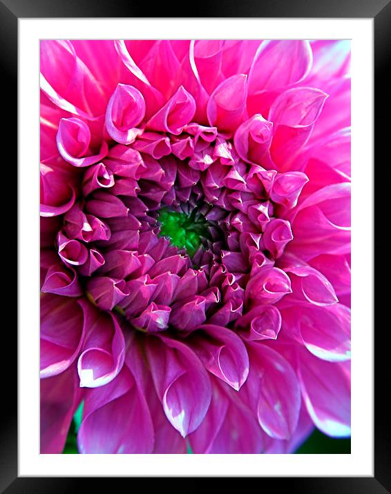 Bright Pink Dahlia Framed Mounted Print by Geoffrey Higges