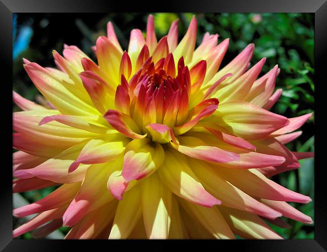 Yellow and Pink Dahlia Framed Print by Geoffrey Higges