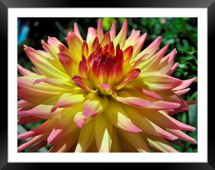Yellow and Pink Dahlia Framed Mounted Print by Geoffrey Higges