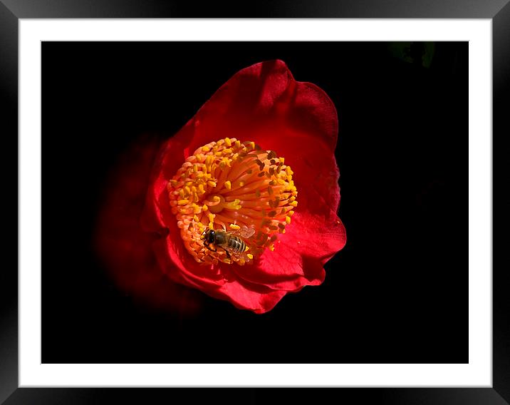 Red Camelia Framed Mounted Print by Geoffrey Higges