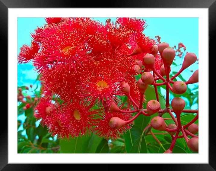 Eucalyptus Flowers and Gum Nuts Framed Mounted Print by Geoffrey Higges