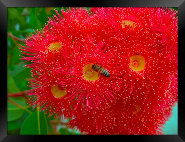 Red Eucalyptus Flowers and Bee Framed Print by Geoffrey Higges