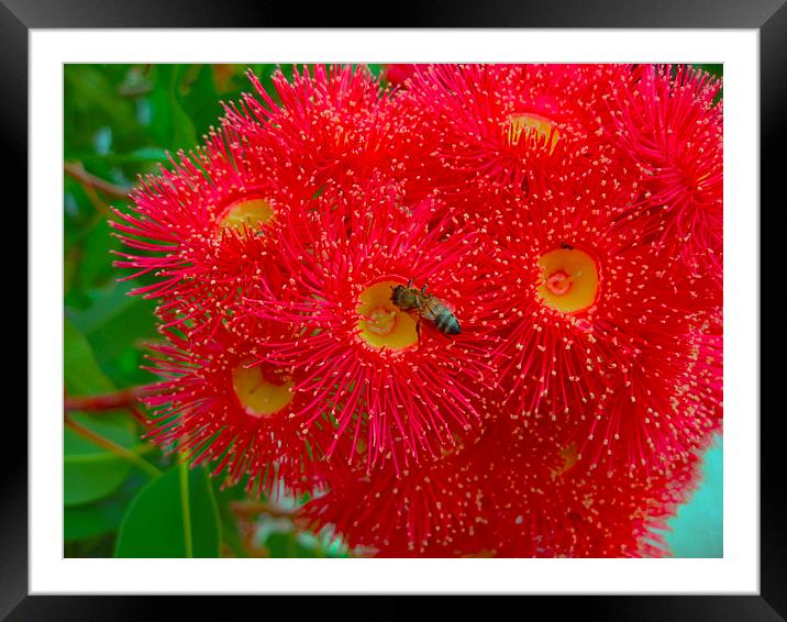Red Eucalyptus Flowers and Bee Framed Mounted Print by Geoffrey Higges