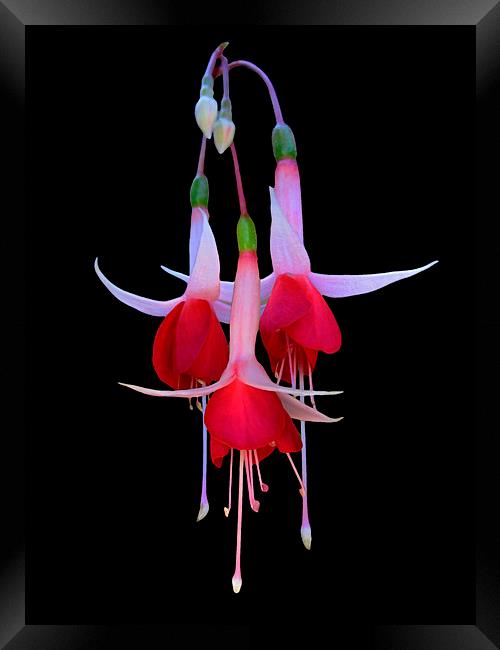 Red and White Fuchsia Flower Framed Print by Geoffrey Higges