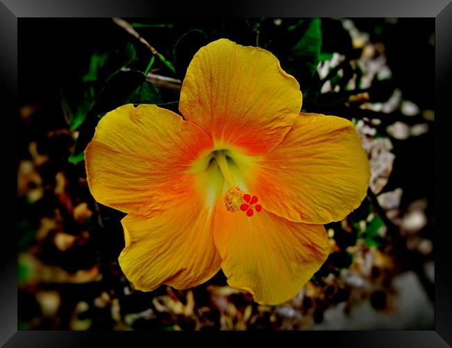 Yellow Hibiscus Flower Framed Print by Geoffrey Higges