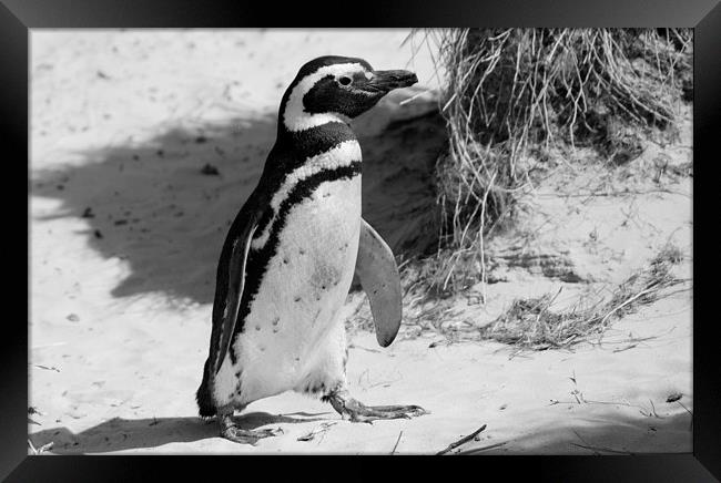 Magellanic Penguin, Carcass Island, Falklands Framed Print by Geoffrey Higges
