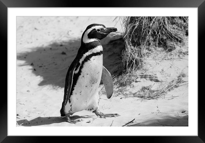 Magellanic Penguin, Carcass Island, Falklands Framed Mounted Print by Geoffrey Higges