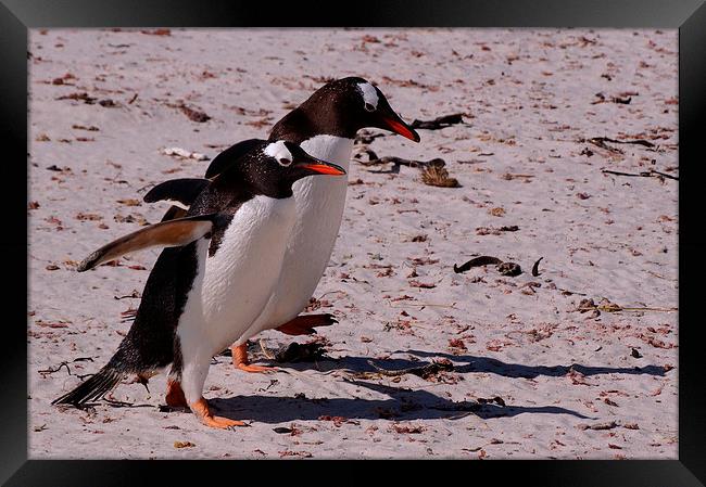 Gentoo Penguins, Saunders Island, Falklands Framed Print by Geoffrey Higges
