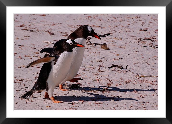 Gentoo Penguins, Saunders Island, Falklands Framed Mounted Print by Geoffrey Higges