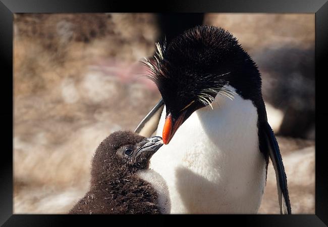 Rockhopper Penguin and Chick, Falklands Framed Print by Geoffrey Higges