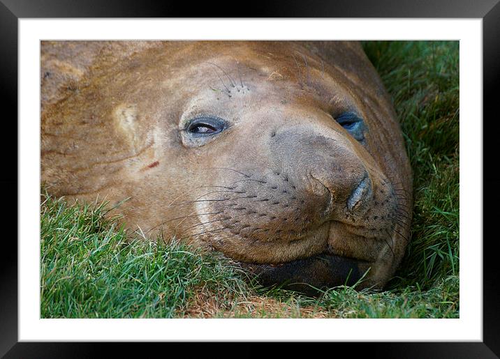 Young Male Southern Elephant Seal Framed Mounted Print by Geoffrey Higges