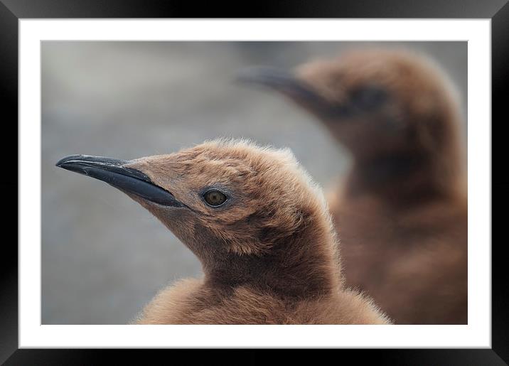 King Penguin Chicks, South Georgia Framed Mounted Print by Geoffrey Higges