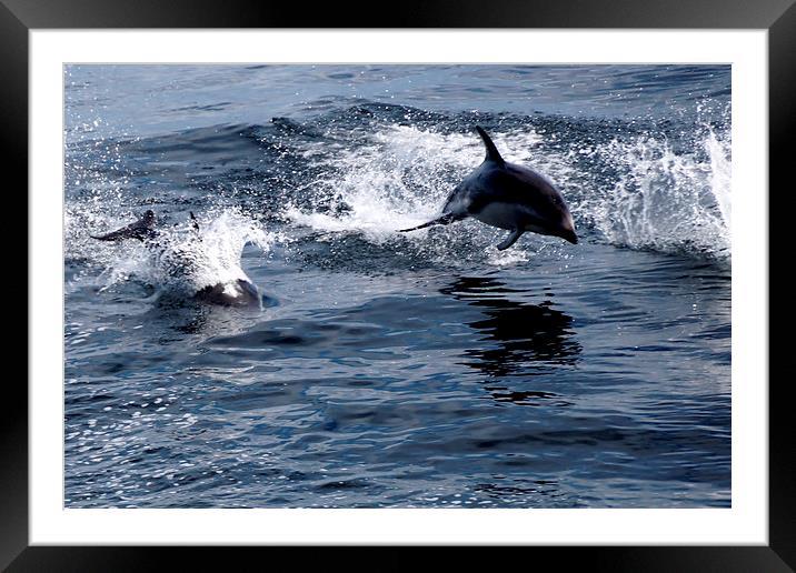 Peales Dolphins, Drakes Passage Framed Mounted Print by Geoffrey Higges
