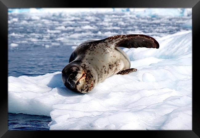 Crabeater Seal on Ice Floe Framed Print by Geoffrey Higges