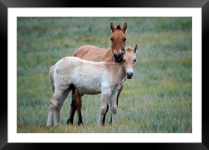 Przewalskis Horse with Foal, Mongolia Framed Mounted Print by Geoffrey Higges