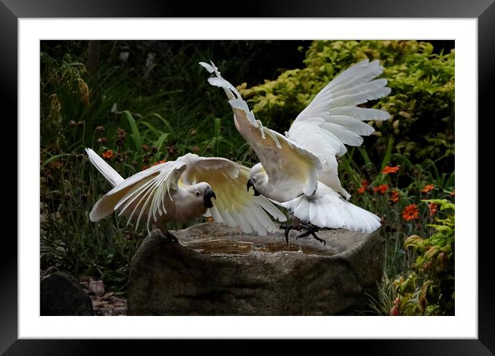 Two Sulphur-crested Cockatoos Framed Mounted Print by Geoffrey Higges