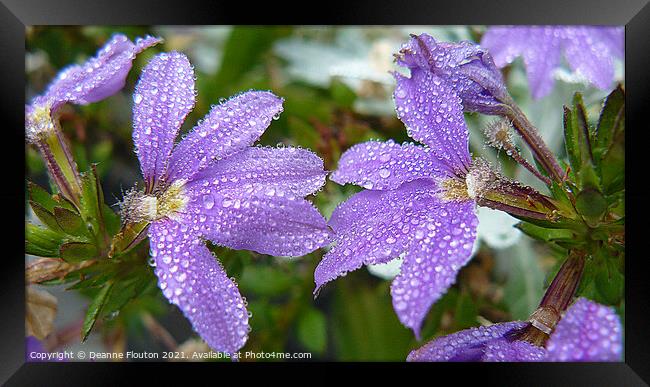 Sparkling Fanflower Blooms Framed Print by Deanne Flouton