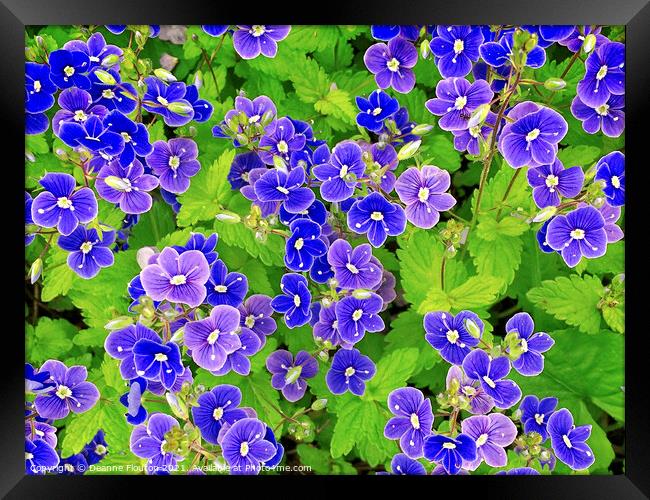 Perky Blue Flowers Framed Print by Deanne Flouton
