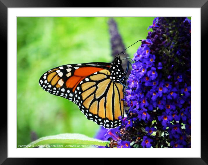  Monarch Butterfly Sipping Nectar Framed Mounted Print by Deanne Flouton