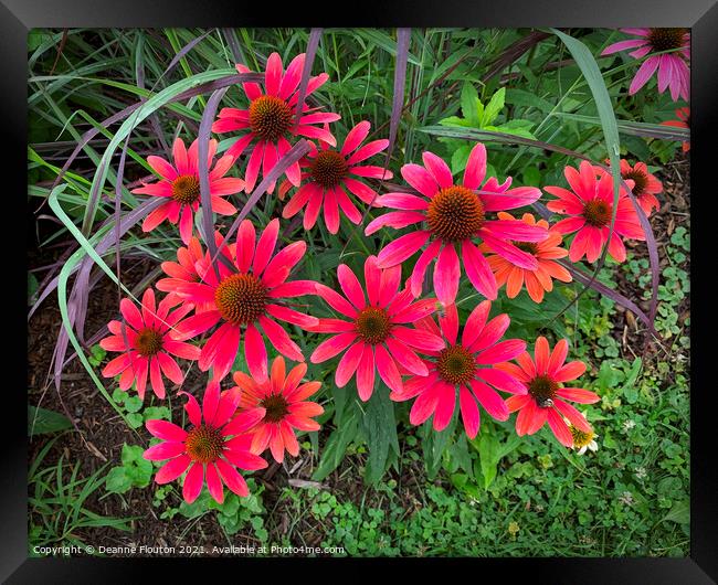 Vibrant Red Coneflower Bouquet Framed Print by Deanne Flouton