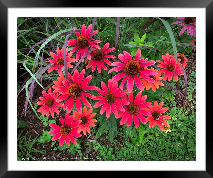 Vibrant Red Coneflower Bouquet Framed Mounted Print by Deanne Flouton