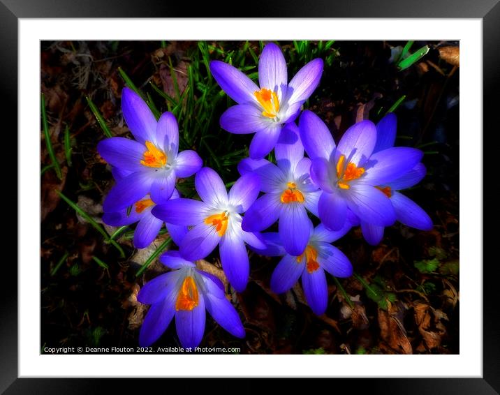 Surreal Purple Croci Framed Mounted Print by Deanne Flouton