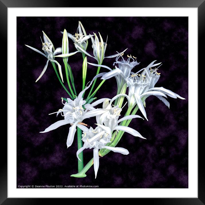 Delicate Beach Lilies Framed Mounted Print by Deanne Flouton