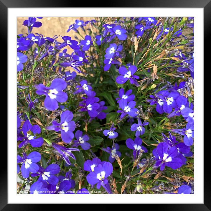 Amazing Gentian Flowers Framed Mounted Print by Deanne Flouton