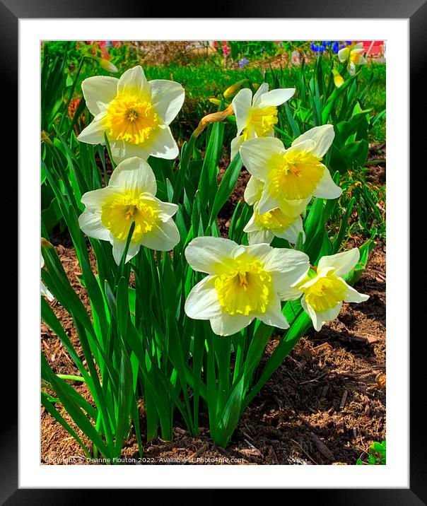 Stunning Daffodil Symphony Framed Mounted Print by Deanne Flouton