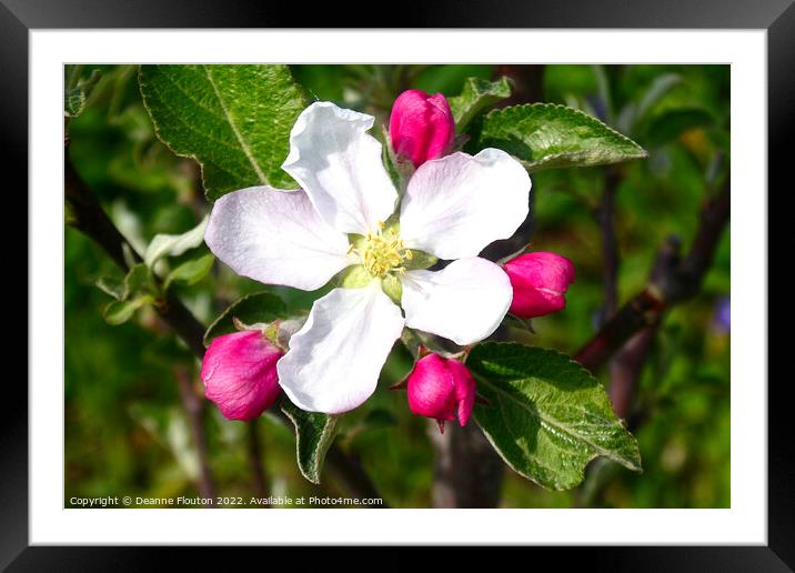 Delicate Beauty of Apple Blossom Framed Mounted Print by Deanne Flouton
