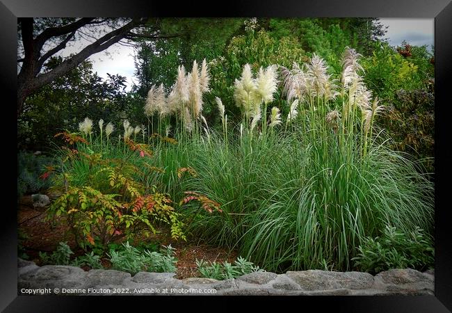 Feathered Garden Paradise Framed Print by Deanne Flouton