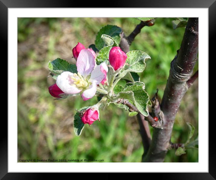 The Beauty of Apple Blossom Framed Mounted Print by Deanne Flouton