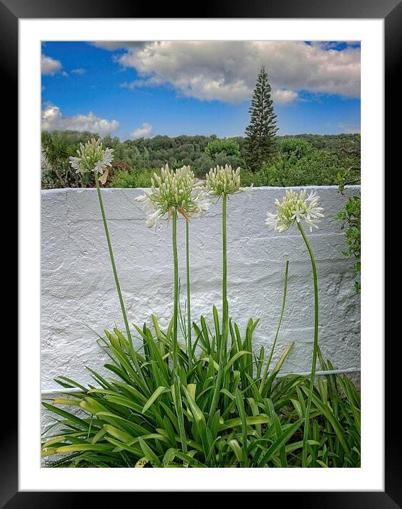 Stunning Agapanthus Blooms Framed Mounted Print by Deanne Flouton