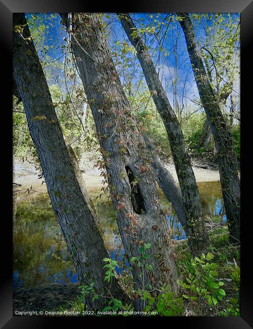  Tree Hollow Haven Framed Print by Deanne Flouton