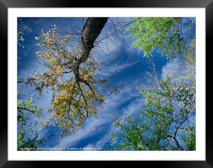  Trees Reach for the Sky Framed Mounted Print by Deanne Flouton
