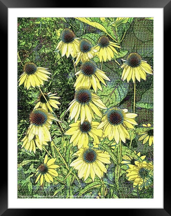 Surreal Golden Coneflowers Framed Mounted Print by Deanne Flouton