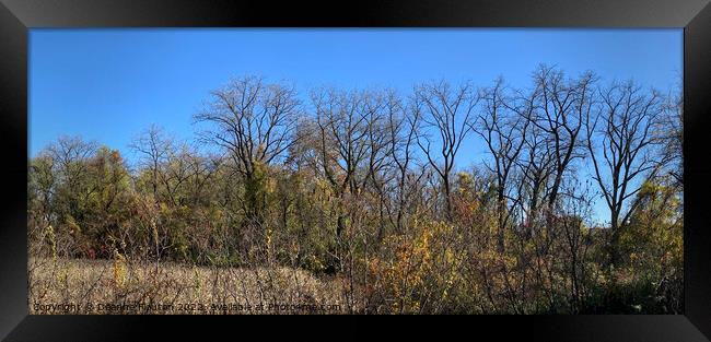  Fall Trees Panorama Framed Print by Deanne Flouton