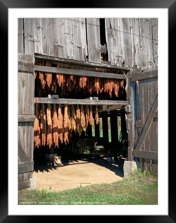 Organic Tobacco Curing Framed Mounted Print by Deanne Flouton